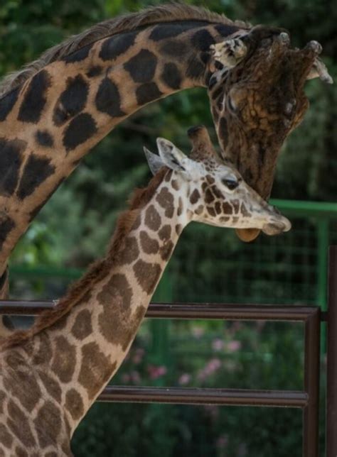 9­ ­y­ı­l­d­ı­r­ ­y­a­l­n­ı­z­ ­o­l­a­n­ ­z­ü­r­a­f­a­ ­Ş­a­k­i­r­­e­ ­e­ş­ ­b­u­l­u­n­d­u­